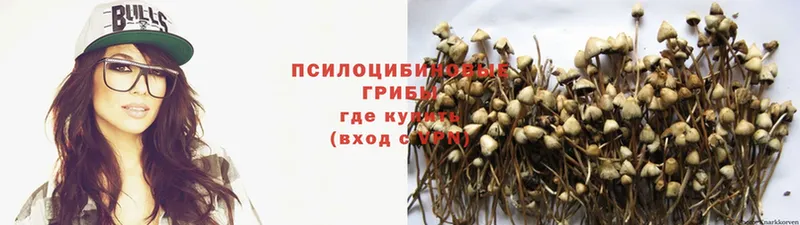 Галлюциногенные грибы Psilocybine cubensis  где можно купить   Новосибирск 